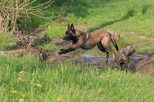 Malinois jumping