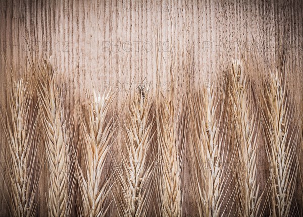 Golden wheat and rye ears on wooden board food and drink concept