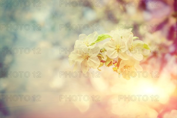 Single small branch of blossoming apple tree on blurred background in spring misty garden at sunrise