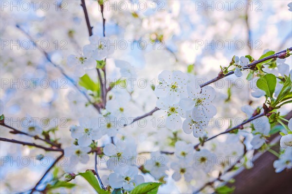 Cherry blossom close-up on small branch