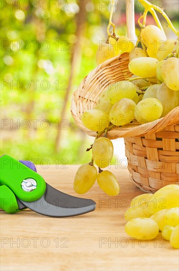 Composition of fresh white grapes in wicker basket and secateurs on wooden table in the vineyard