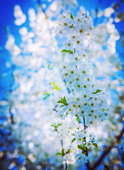 Very bright blossoming cherry tree on background bokeh white flowers instagram style