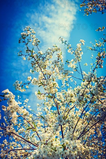 Blossom of cherry tree inatagram style