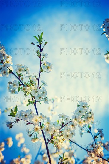 Blossoming cherry tree floral background instagram style