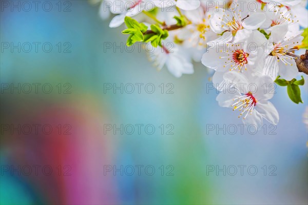 Close up view of branch of blossoming cherry tree on very blurred background with copyspace instagram style