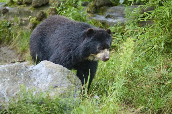 Spectacled bear