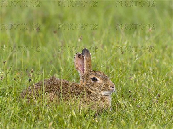 European rabbit