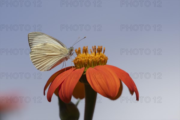 Large white