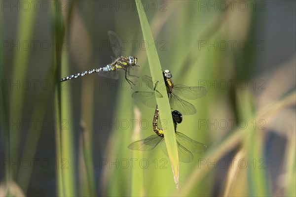 Migrant hawker