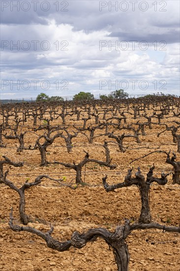 Landscape with vineyards in spring in the designation of origin area of Ribera del Duero wines in Spain