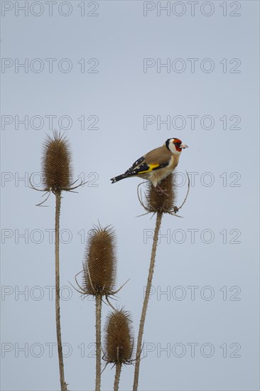 European goldfinch