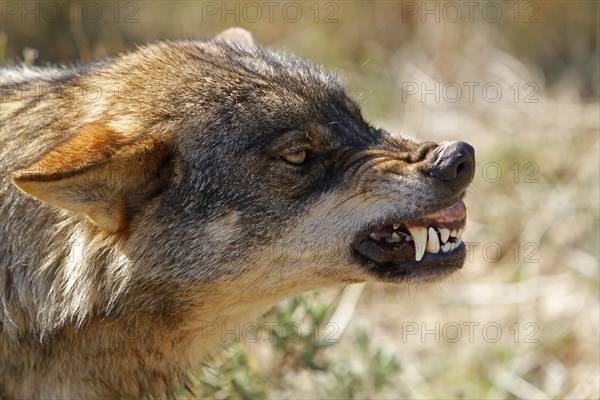 Iberian wolf