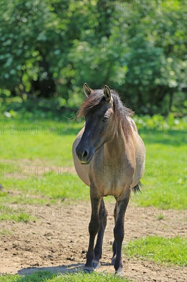 Duelmen wild horse