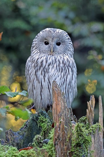 Ural owl