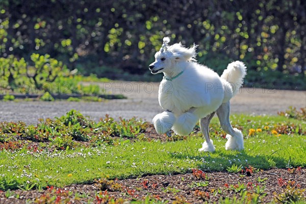 Large poodle