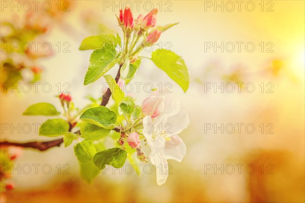 Blossoming branch of apple tree very close up and selective focus instagram stile