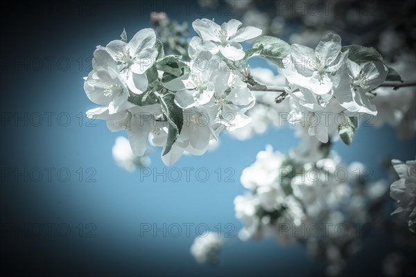 Big branch of blossoming apple tree on sky background