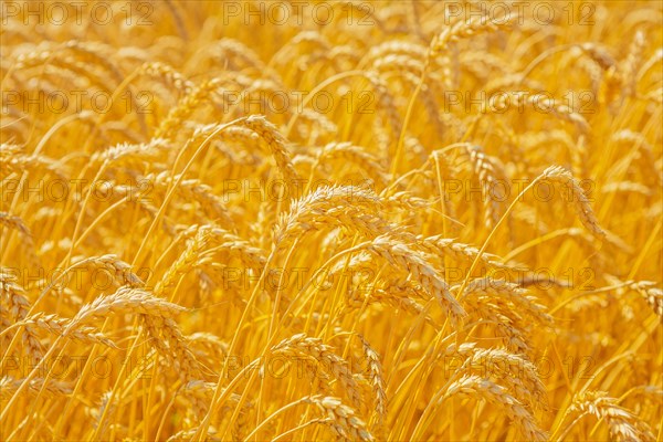 Wheat ears in the field