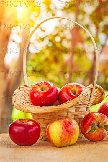 Fresh ripe apples in wicker baskets and on wooden tables in the garden