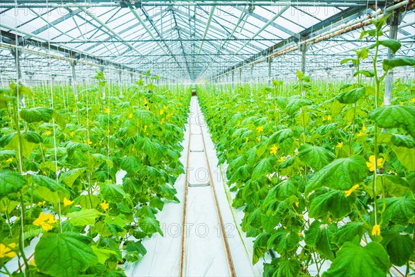 Growing cucumbers in the greenhouse