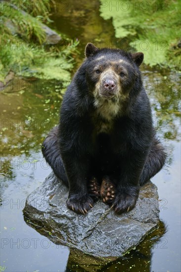 Spectacled bear