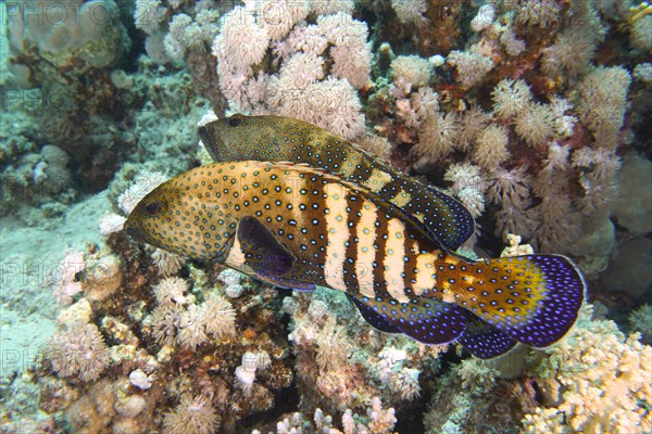 Pair of bluespotted grouper