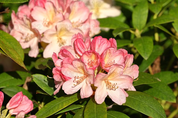 Rhododendron flowers