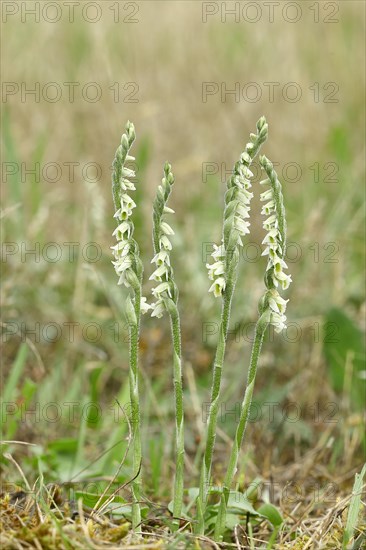 Autumn helleborine