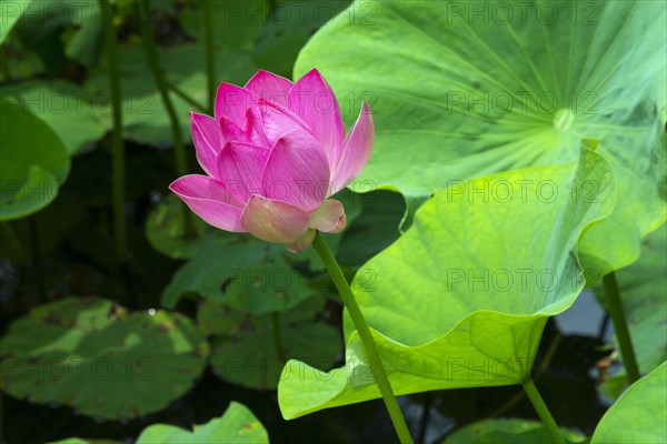 Lotus blossom