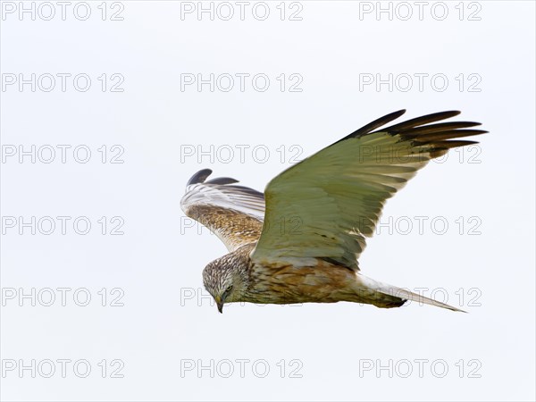 Western marsh-harrier