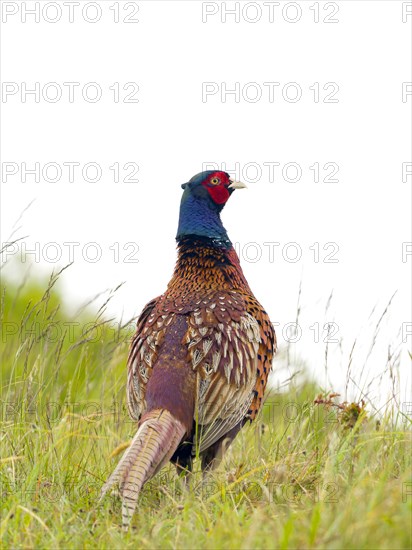 Pheasant