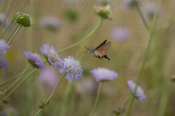 Hummingbird hawk-moth