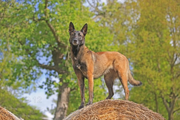 Malinois