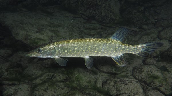 Pike