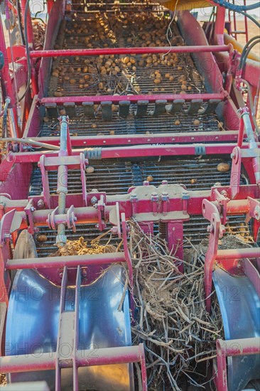 Harvesting potatoes the working element vertical version