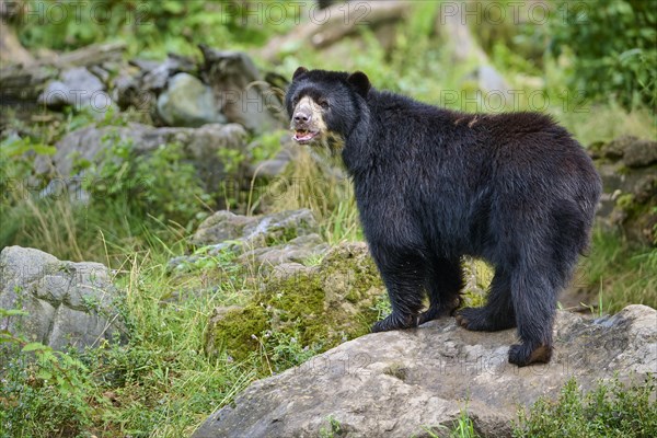 Spectacled bear