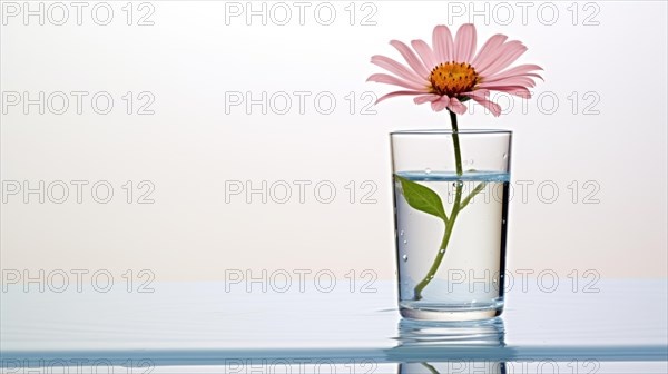 A pink daisy flower in a transparent glass of water