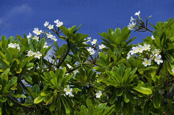 Rhododendron