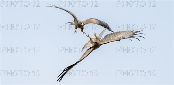 Yellow-billed Kite