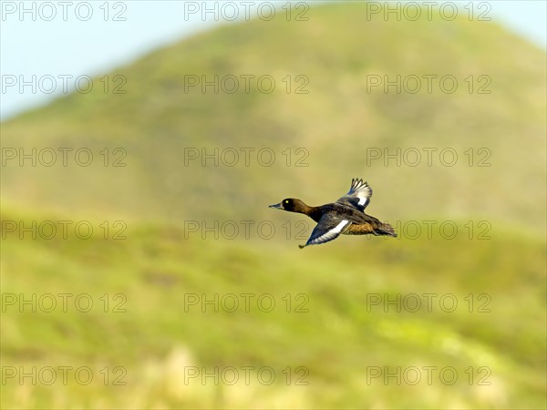 Tufted duck