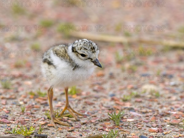 Ringed Plover