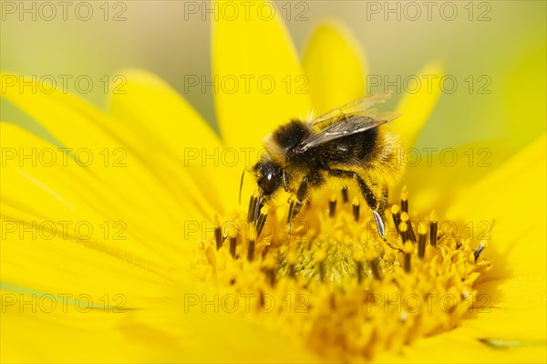 Buff tailed bumble bee