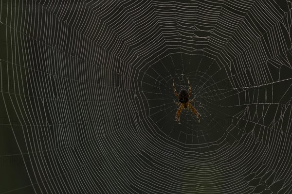 European garden spider