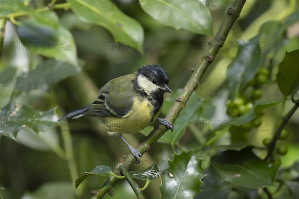 Great tit