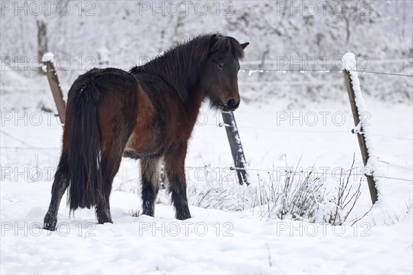Young Icelandic horse
