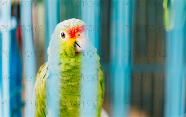 Portrait of Autumnal Amazon Parrot. Cute red-crested parrot