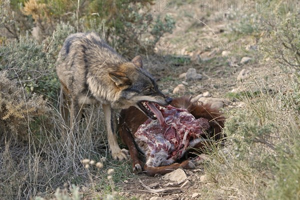 Iberian wolf