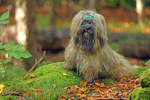 Lhasa Apso sits on stone