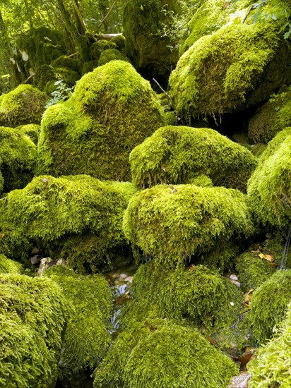 Mossy stones