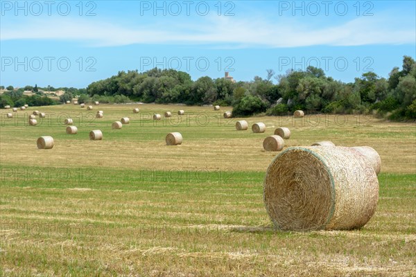 Stacks of straw